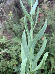 Senecio latifolius