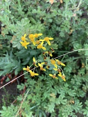 Senecio latifolius