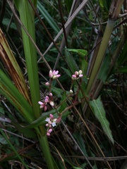 Persicaria praetermissa