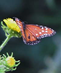 Danaus gilippus gilippus