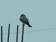 Tyrannus niveigularis