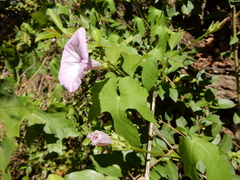 Ipomoea cordatotriloba cordatotriloba