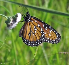 Danaus gilippus gilippus
