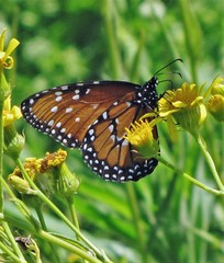Danaus gilippus gilippus