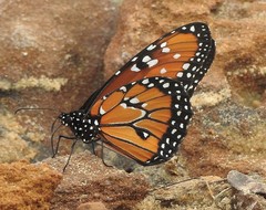 Danaus gilippus gilippus