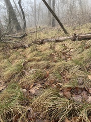 Piptochaetium avenaceum