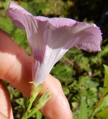 Ipomoea cordatotriloba cordatotriloba