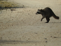 Procyon pygmaeus