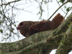Steatornis caripensis