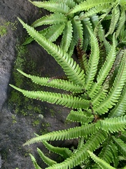 Pteris minor