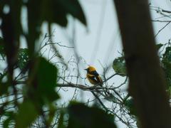 Icterus graceannae