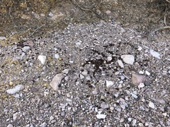 Odocoileus hemionus eremicus