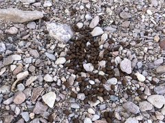 Odocoileus hemionus eremicus