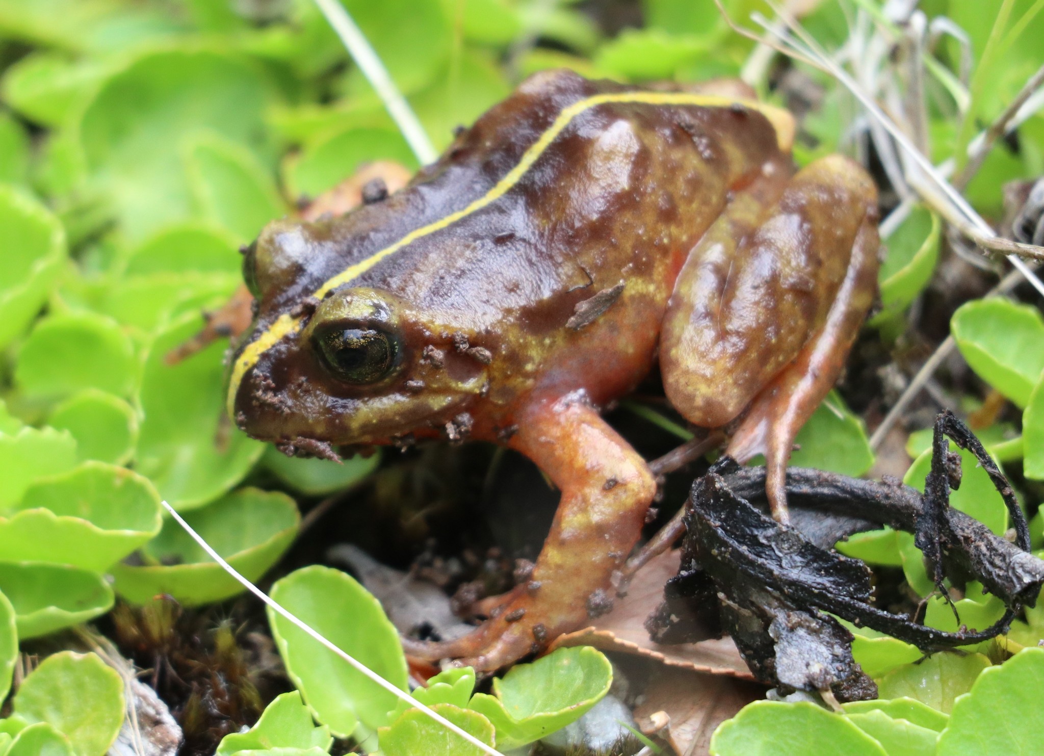 Eupsophus emiliopugini Formas, 1989