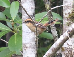 Aphrastura spinicauda fulva