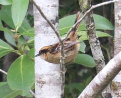 Aphrastura spinicauda fulva