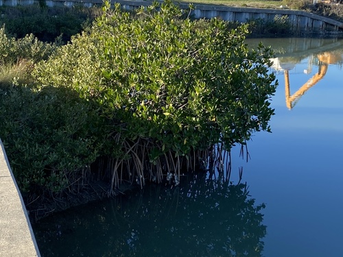 Rhizophora mangle - Whole tree