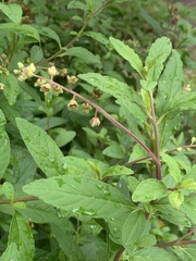 Phytolacca heptandra