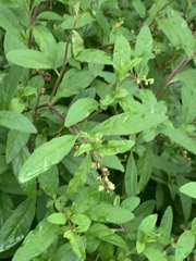 Phytolacca heptandra