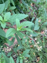 Phytolacca heptandra