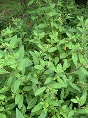 Phytolacca heptandra
