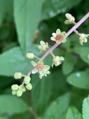 Phytolacca heptandra