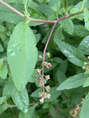 Phytolacca heptandra
