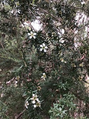 Leptospermum obovatum