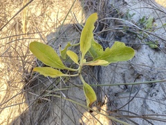 Physalis cinerascens spathulifolia