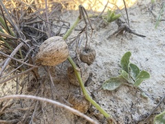 Physalis cinerascens spathulifolia