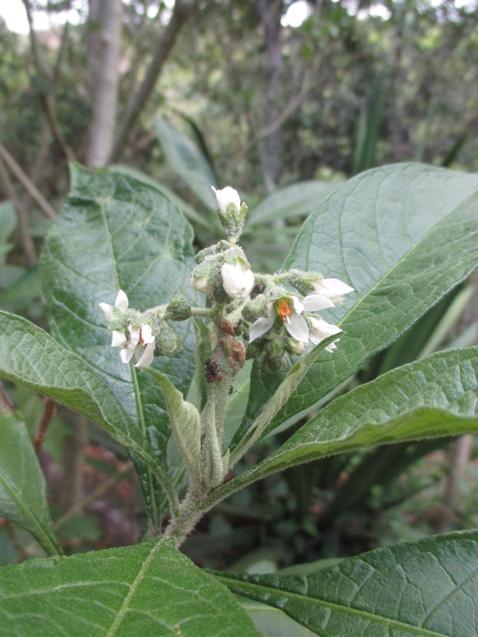 Solanum umbellatum image