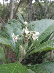 Solanum rugosum