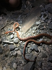 Telescopus dhara dhara