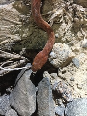 Telescopus dhara dhara