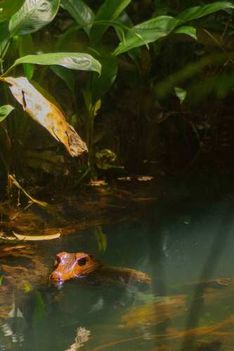 Cuvier's smooth-fronted caiman, Paleosuchus palpebrosus