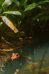 Cuvier's Smooth-fronted Caiman