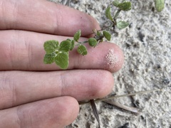 Scutellaria muriculata
