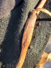 Neolasioptera convolvuli