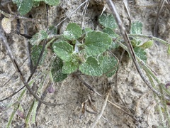 Scutellaria muriculata