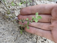 Scutellaria muriculata