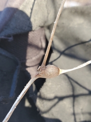 Neolasioptera convolvuli