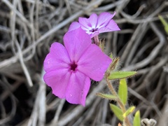 Phlox drummondii tharpii