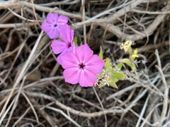 Phlox drummondii tharpii