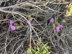 Phlox drummondii tharpii
