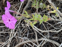 Phlox drummondii tharpii