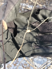 Neolasioptera convolvuli