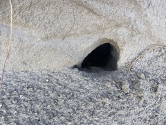 Geomys personatus