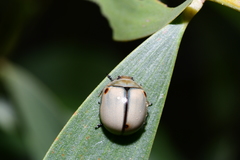 Dicranosterna circe
