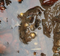 Eupsophus emiliopugini