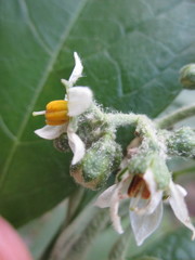 Solanum rugosum